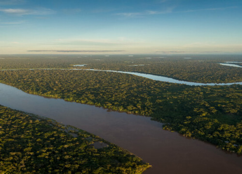 Experiência financeira na floresta